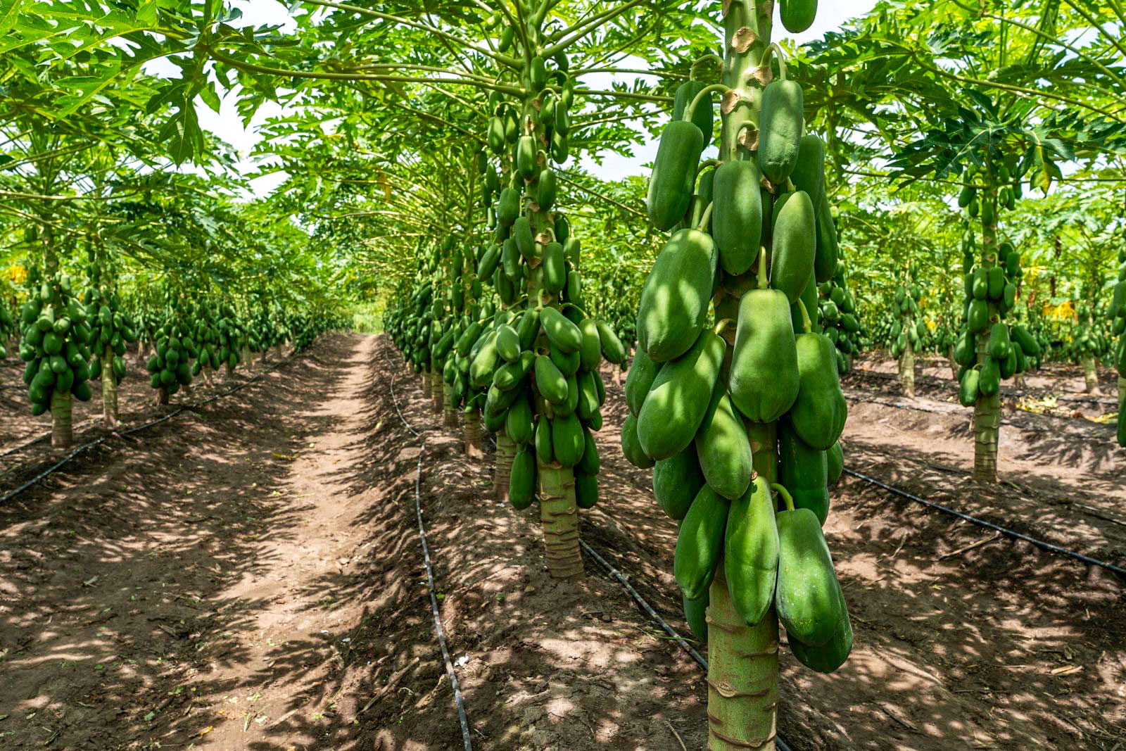 Papayas nearing ripeness during the cosecha stage