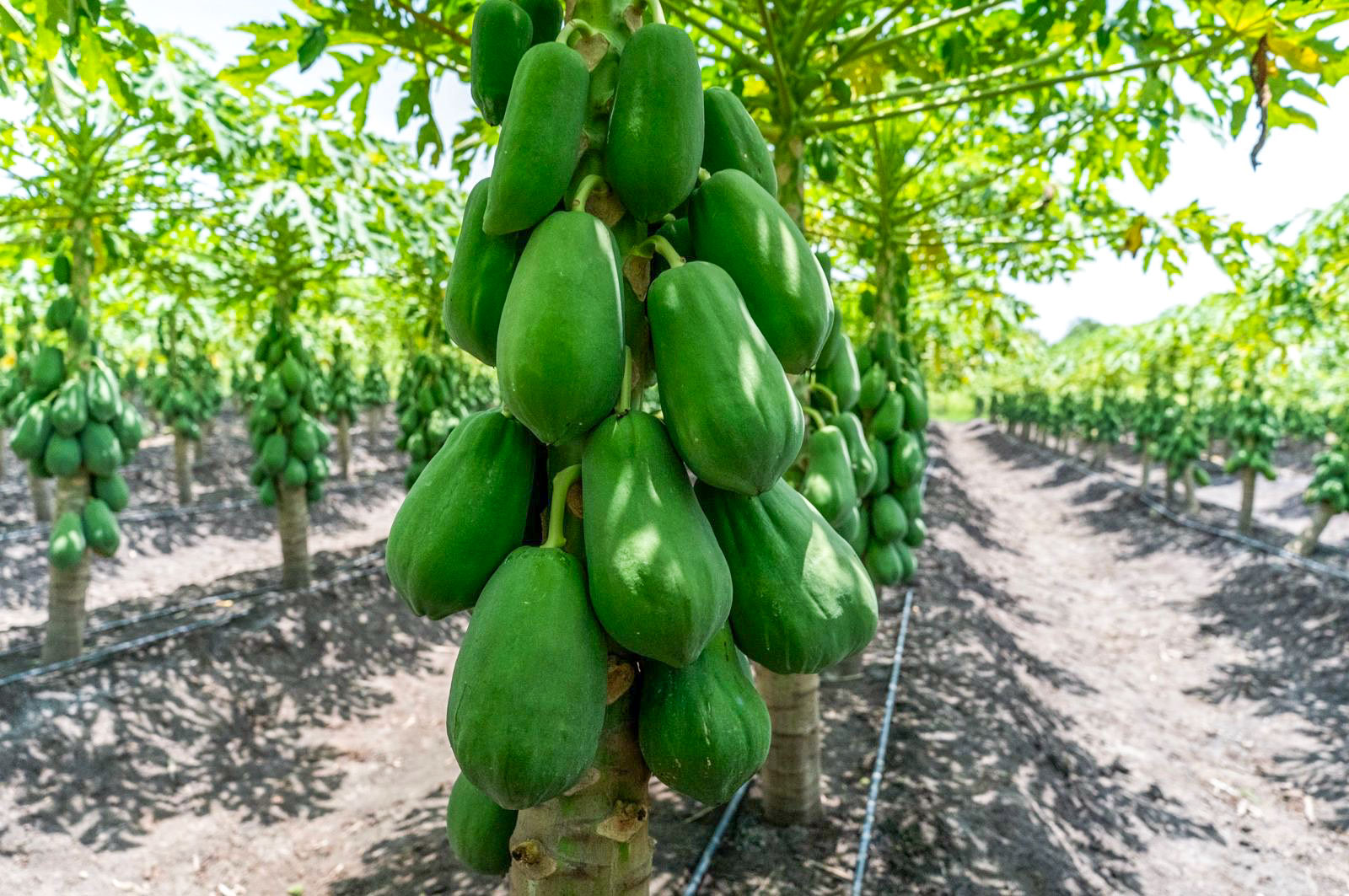 Unripe papayas on the tree during the cultivo stage