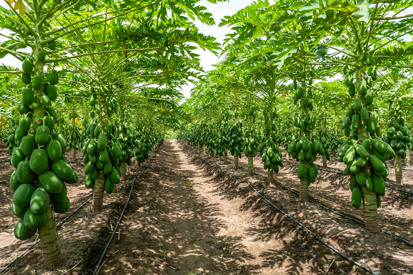 Papaya orchard rows at Nectar Fruits' field in Mexico