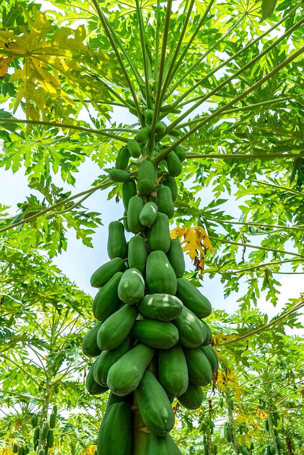 Looking up through a papaya tree canopy at a Nectar Fruits field in Mexico